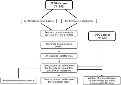 Analysis of the potential association between ferroptosis and immune in hepatocellular carcinoma and their relationship with prognosis